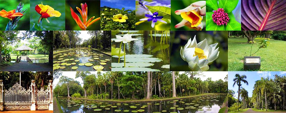 jardin botanique de Pamplemousse